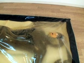 two women fetish latex asslicking and anal mff